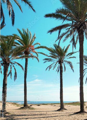 View of tall palm trees on the beach, vertical