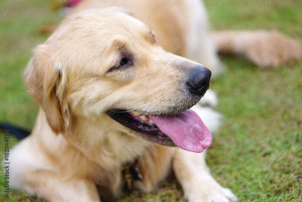 Close up shot of golden retriever dog with pink tounge