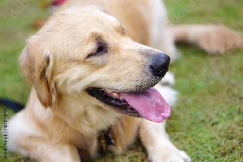 Close up shot of golden retriever dog with pink tounge