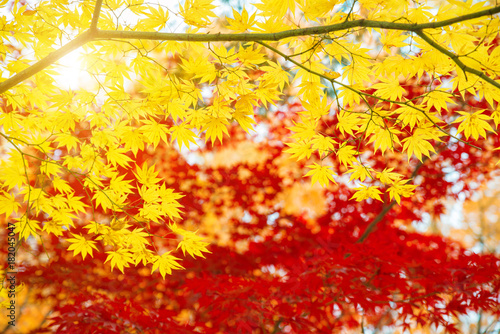 Red and Yellow maple leaves in autumn season with blue sky blurred background  taken from Japan..