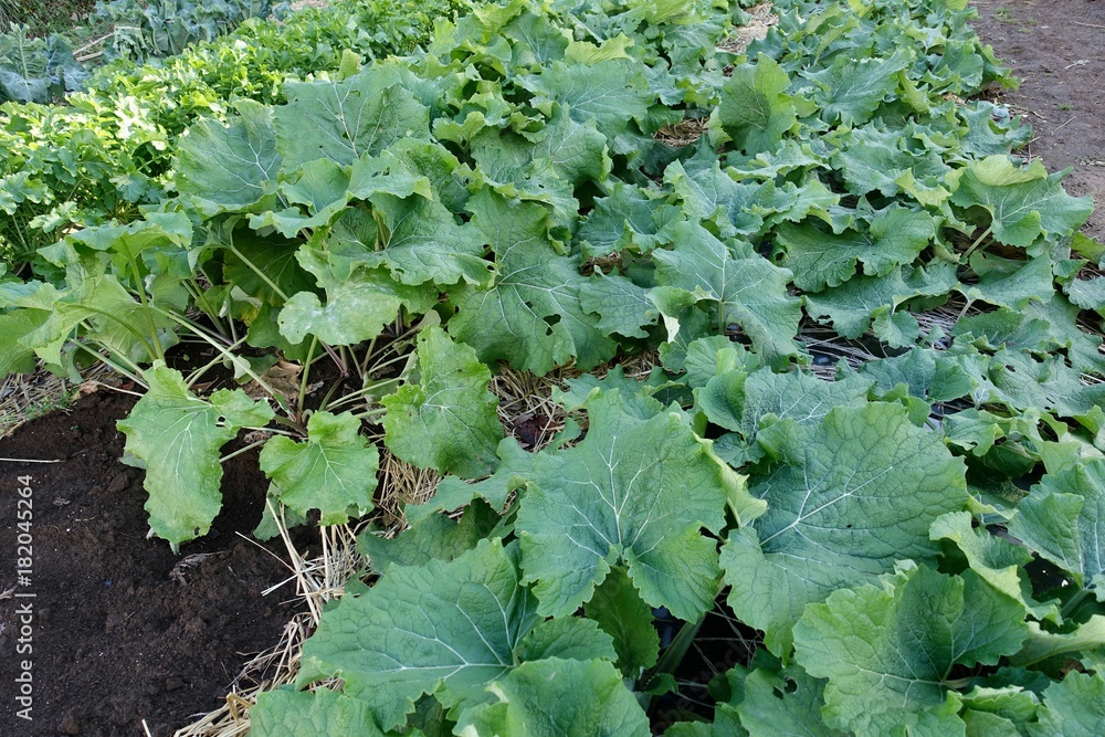 畑のサラダごぼう 畑のサラダごぼう