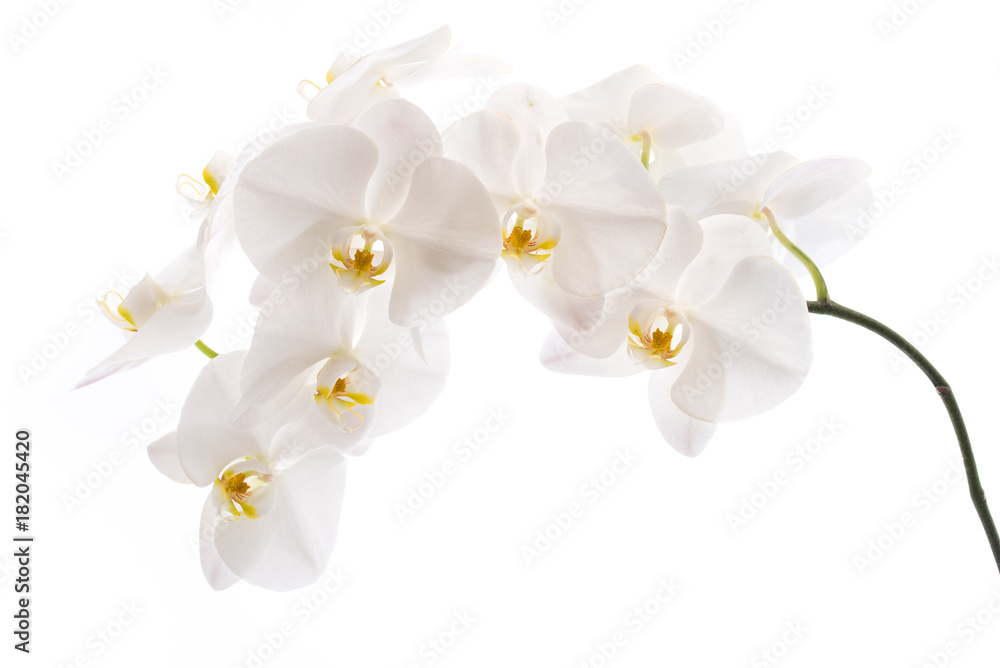Weiße Phalaenopsis - obrazy, fototapety, plakaty 
