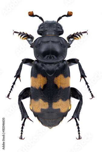 Beetle Nicrophorus investigator on a white background