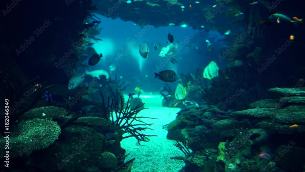 Deep Ocean Colorful Fish Swimming In Large Aquarium Deep Ocean Colorful Fish Swimming In Large Aquarium
