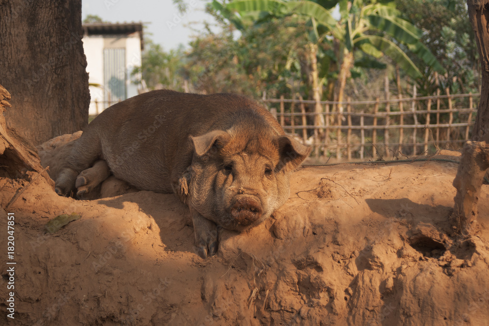 Fototapeta premium Big Pig is sleeping on Sand in Laos