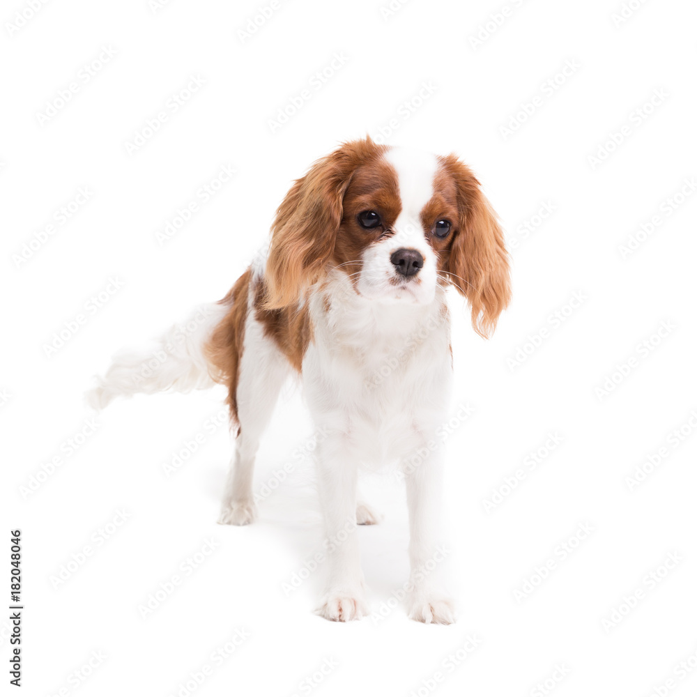 Cavalier King Charles Spaniel posing in front of camera in studio on white background - isolate with shadow.