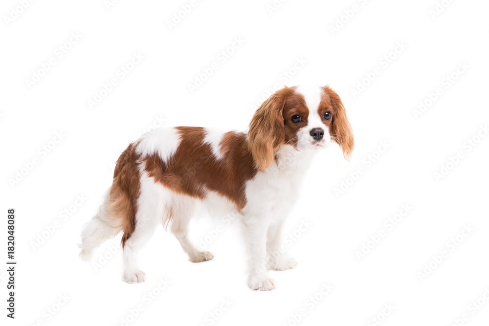 Cavalier King Charles Spaniel posing in front of camera in studio on white background - isolate with shadow.
