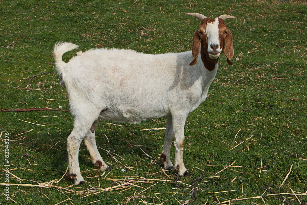 Fototapeta premium Goat on a farm in Australia 
