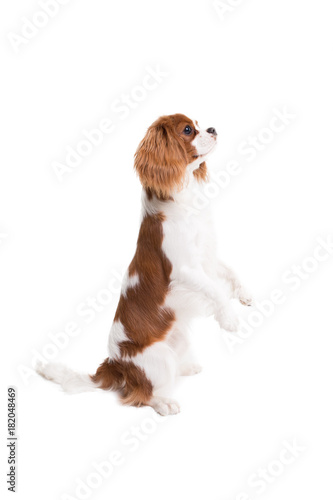 Cavalier King Charles Spaniel jumps in studio on white background - isolate with shadow.