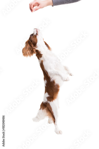 Cavalier King Charles Spaniel jumps, trying to catch food in studio on white background - isolate with shadow