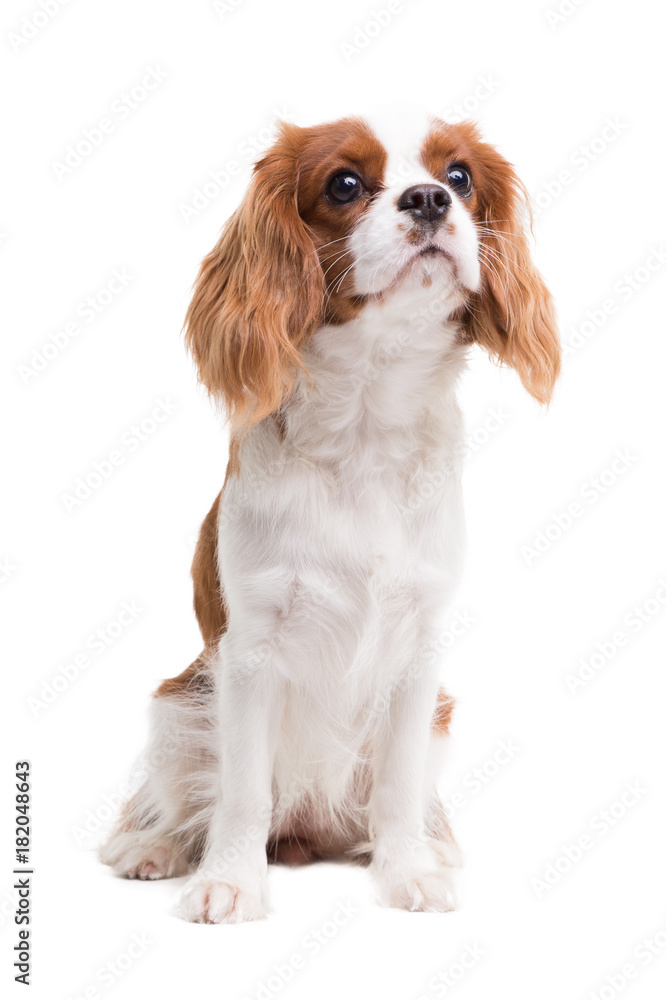 Cavalier King Charles Spaniel is sitting in studio on white background - isolate with shadow