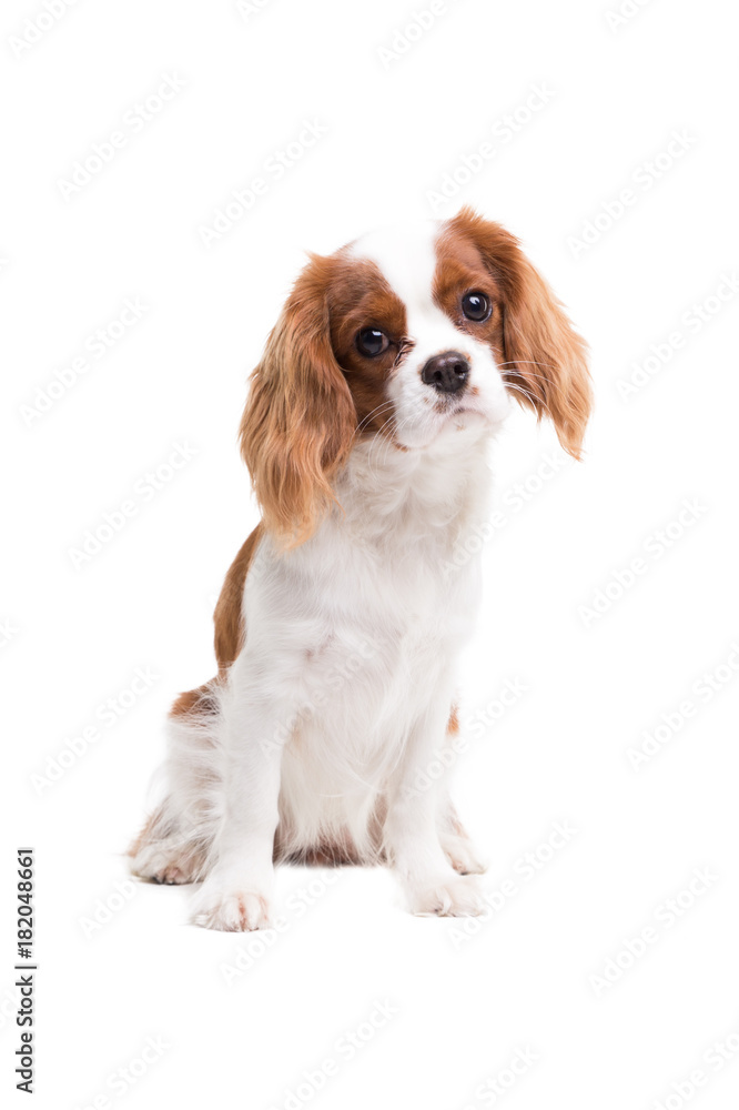 Fototapeta premium Cavalier King Charles Spaniel is sitting in studio on white background - isolate with shadow