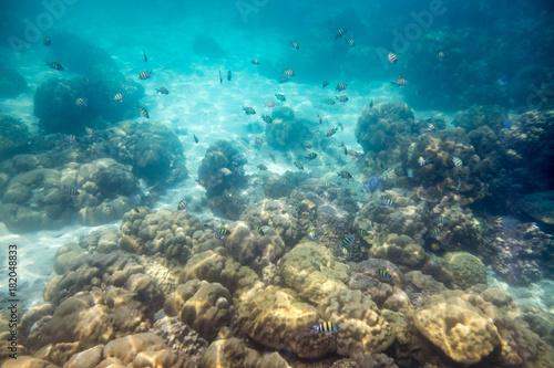 Fototapeta Naklejka Na Ścianę i Meble -  School fish swimming on reef in ocean