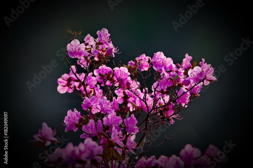 Russia. The South Of Western Siberia  spring flowers in the Mountain Altai