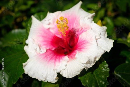 hibiscus flower , white hibiscus photo