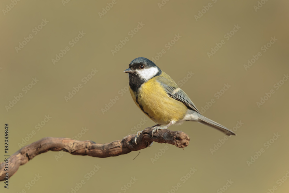 Obraz premium Tit 100