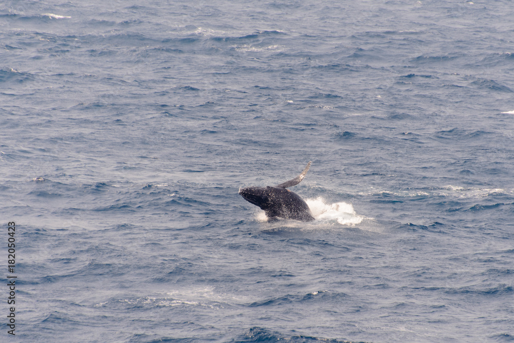 Fototapeta premium Humpback Whale Breaching