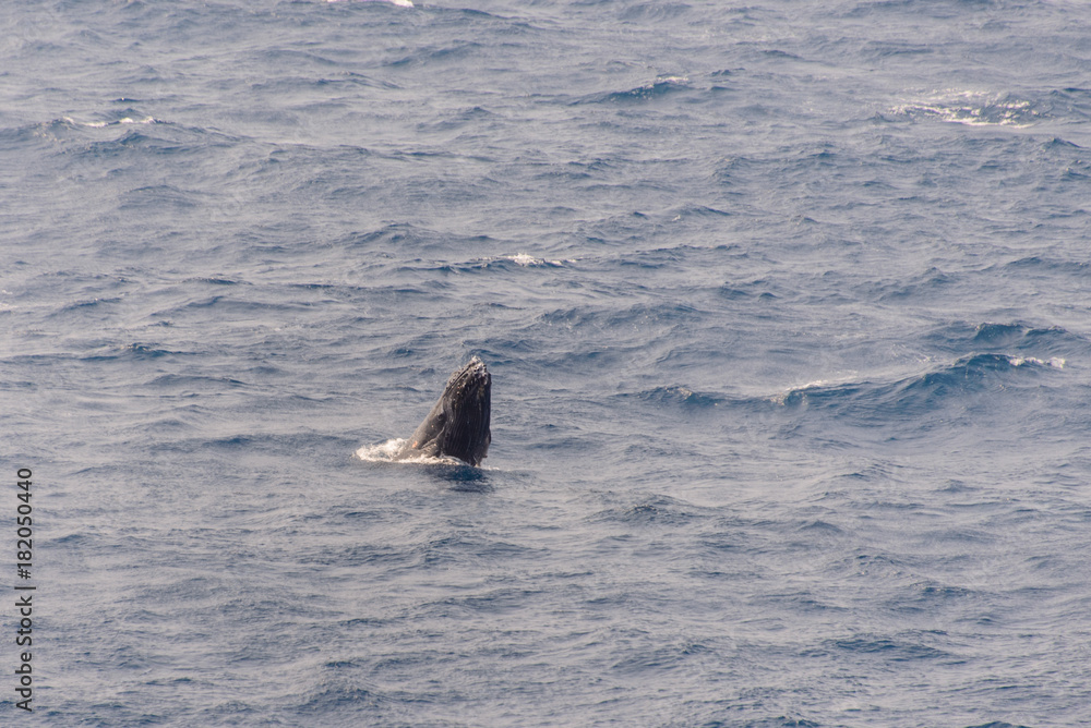Fototapeta premium Humpback Whale Breaching