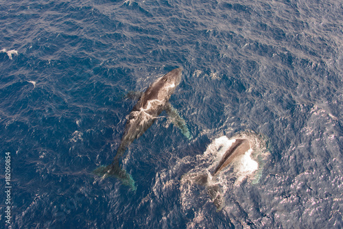 Humpback whale swimming in deep blue sea water - aerial view photo