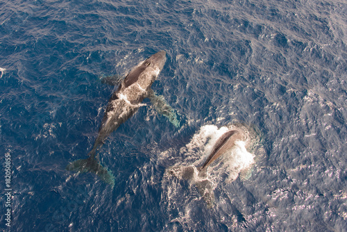 Humpback whale swimming in deep blue sea water - aerial view photo