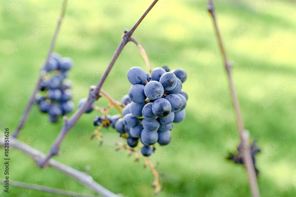 Blue vine grapes. Grapes for making ice wine. Detailed view of a frozen grape vines in a vineyard in autumn.
