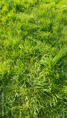 Fresh green grass texture