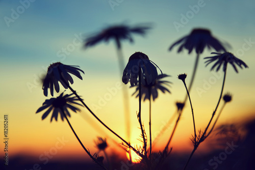 Silhouette of marguerite daisies on meadow at sunset. Spring season.