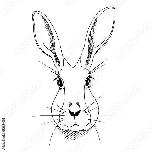 Vector graphic sketch of hare