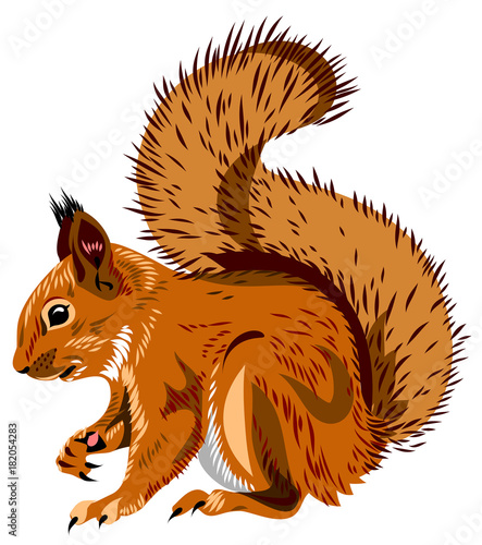 Portrait of a squirrel