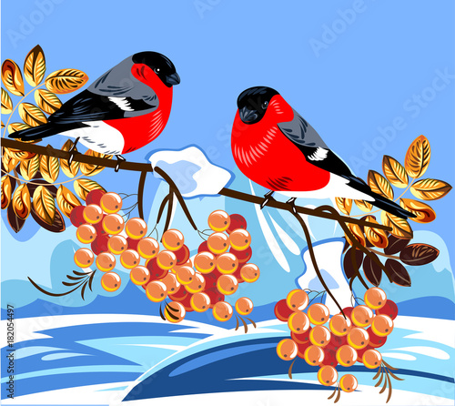 Winter landscape with bullfinches on a branch of mountain ash