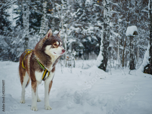 Husky winter portrait