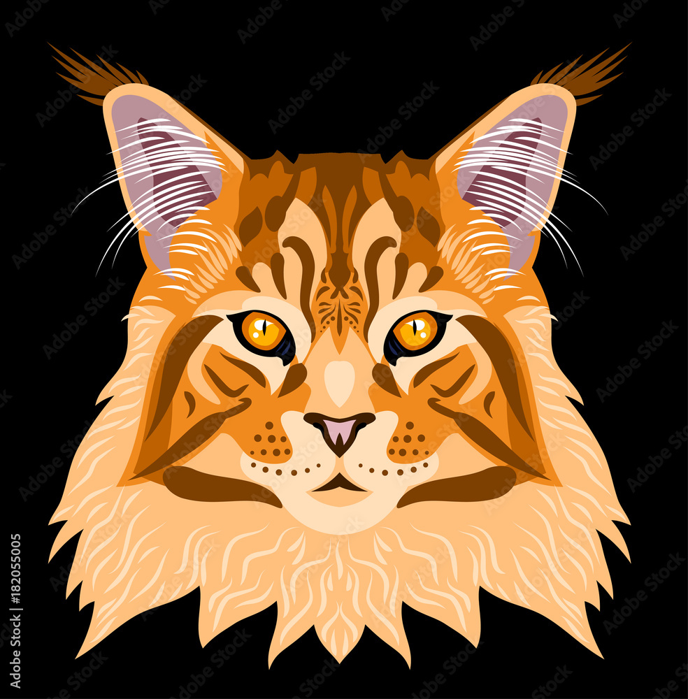 Obraz premium Portrait of Maine Coon cat