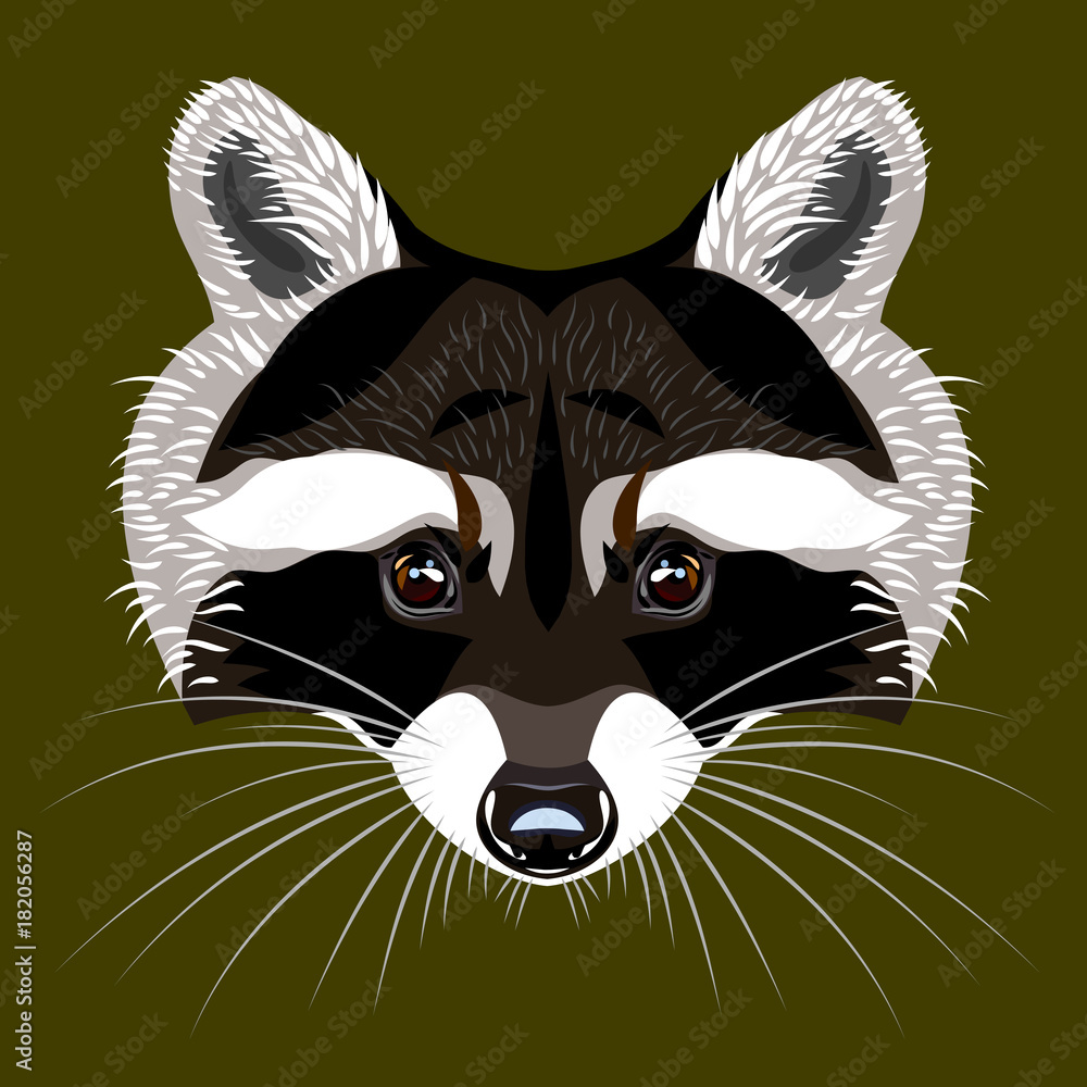 Obraz premium Picture of a raccoon