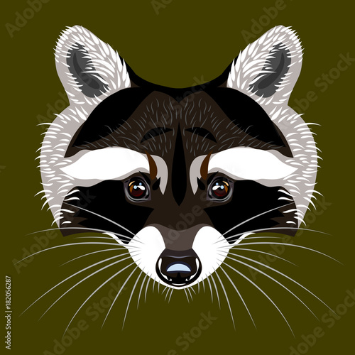Picture of a raccoon