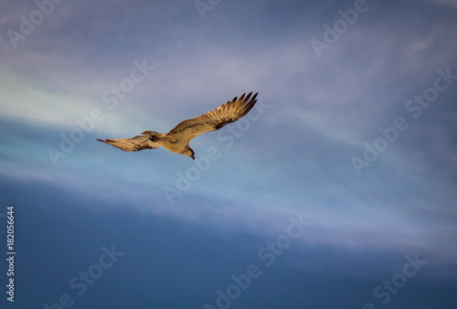 brahminy kite floating gracefully on the wind against wispy clounds