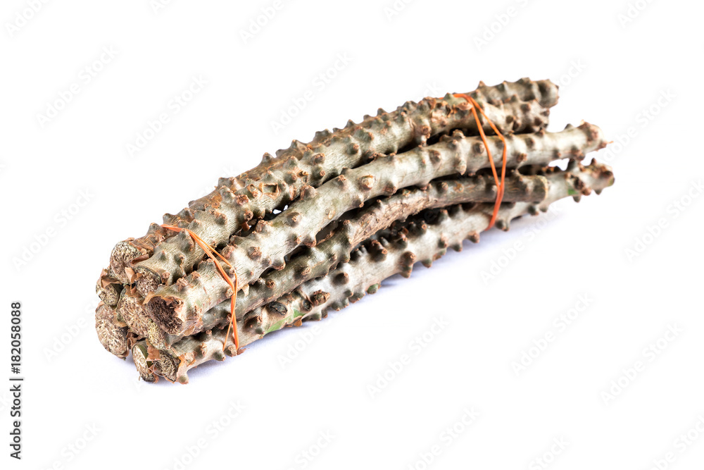 Tinospora crispa (L.) Hook.f. & Thomson. Heart - leaved moonseed strap with rubber isolated on white background. Tinospora crispa (L.) Hook.f. & Thomson. Heart - leaved moonseed strap with rubber isolated on white background.