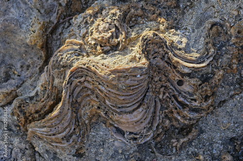 Close up of the remains of a clamshell embedded in a rock on the shores of the Red Sea.