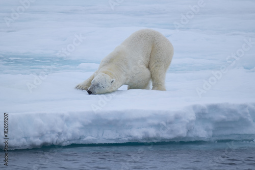 Polar Bear on an Ice Flow north of Svalbard, Norway