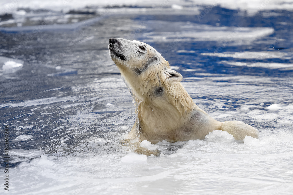 White bear in the sea (Ursus maritimus), swimming in the ice. king of the arctic White bear in the sea (Ursus maritimus), swimming in the ice. king of the arctic