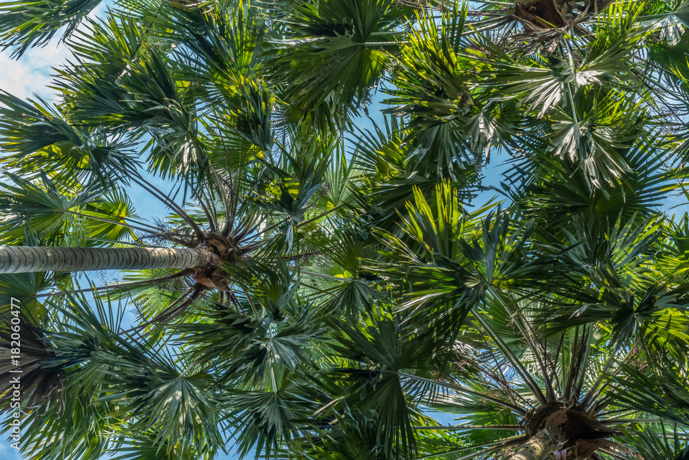 Fototapeta premium Green palm trees