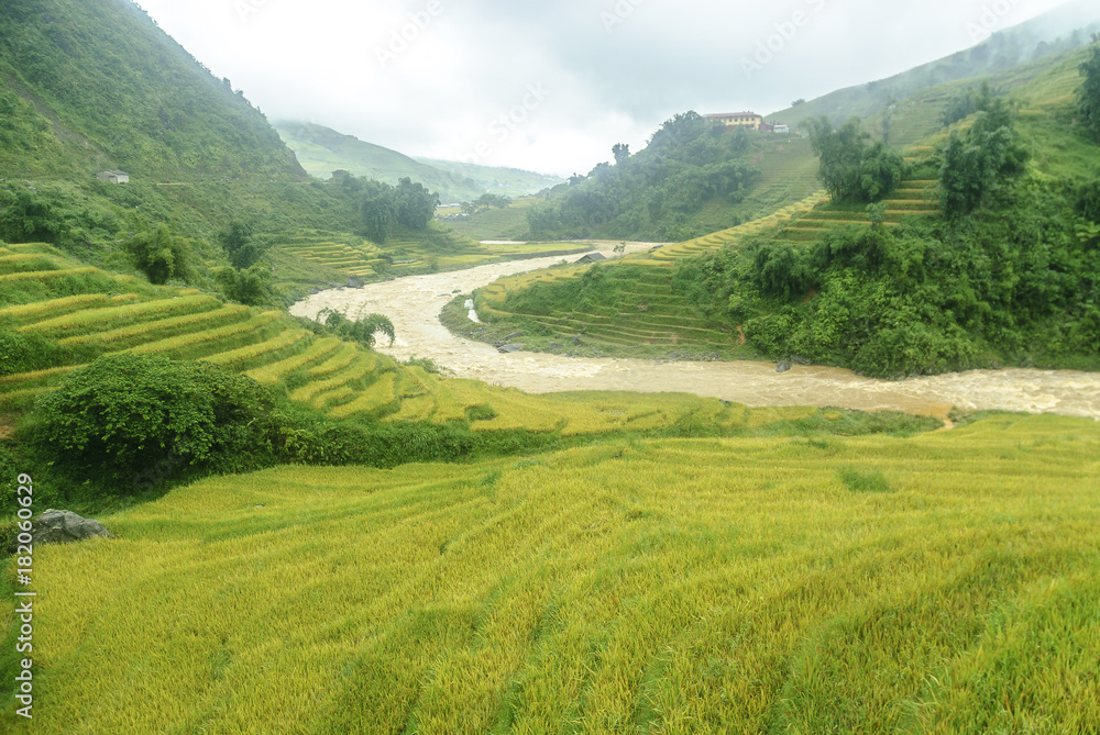 scenery with rice fields in terraces under the rain and the fog in the Sapa vale in Vietnam.