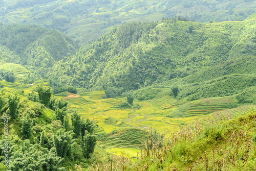 sight of the fields of rice cultivated in terraces in the Sapa valey in Vietnam.