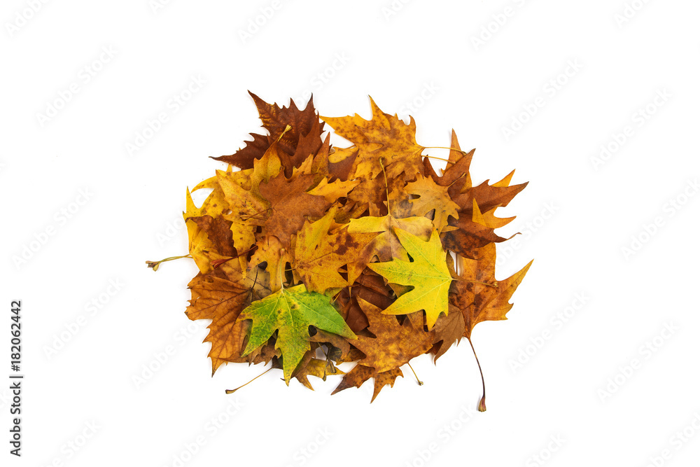 Fototapeta premium Autumn heap