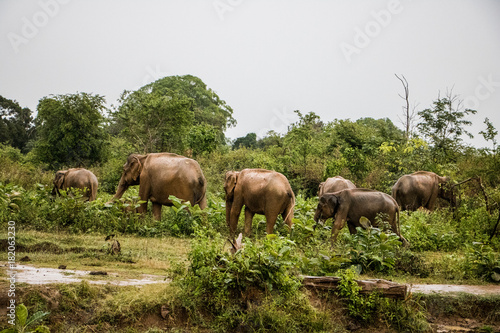 Follow the leader 