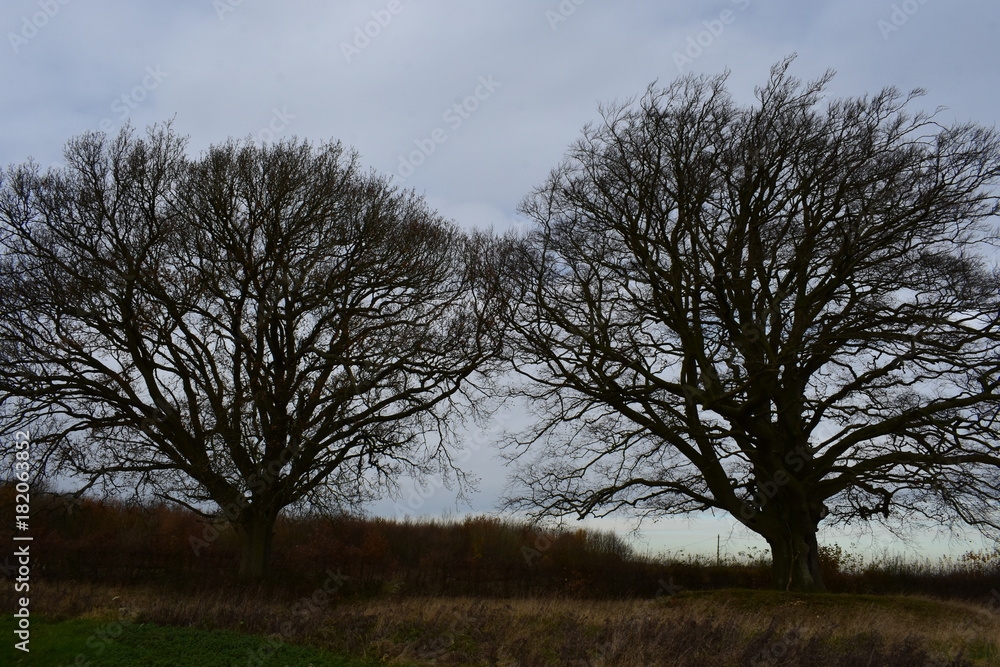 Dark trees