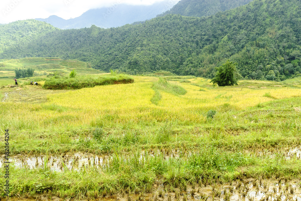 sight of the fields of rice cultivated in terraces in the Sapa valey in Vietnam.