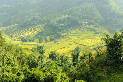 Fototapeta Naklejka Na Ścianę i Meble -  sight of the fields of rice cultivated in terraces in the Sapa valey in Vietnam.