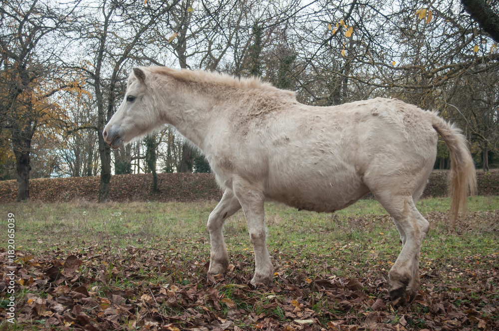 portrait de cheval blanc marchant dans une prairie portrait de cheval blanc marchant dans une prairie