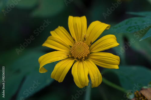 blooming season   Tree marigold  yellow flower