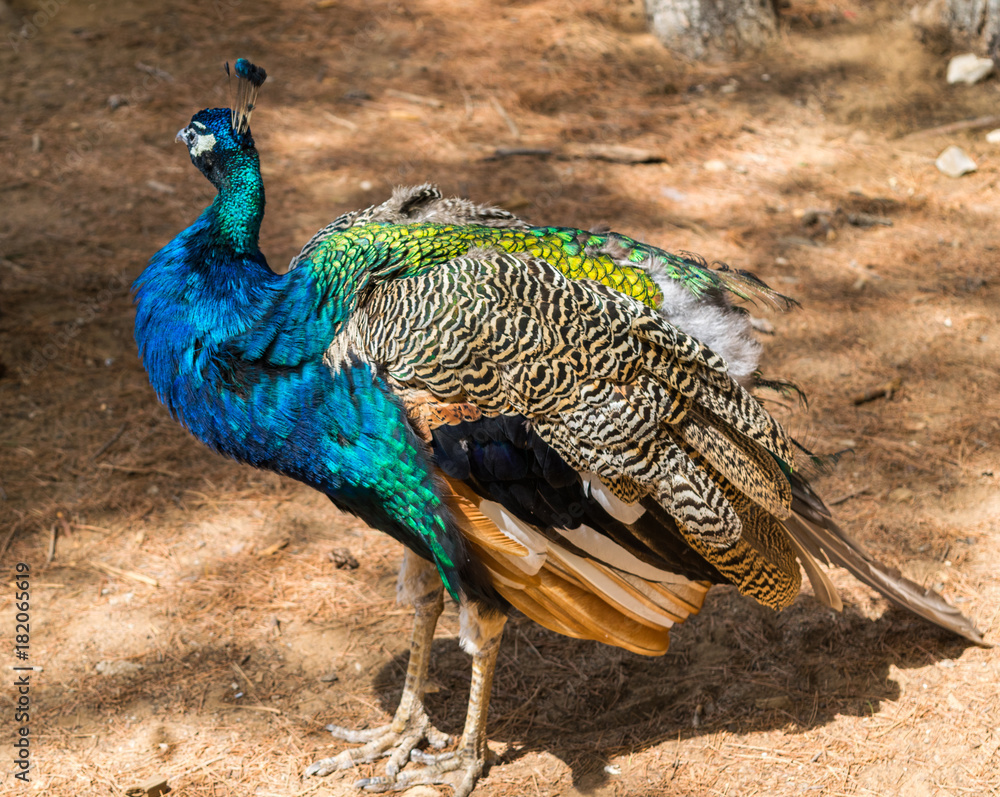 Obraz premium Admiring curious and friendly peacocks on Lokrum Island, Dubrovnik, Croatia, Adriatic Sea, Europe